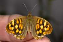 Le Tircis. Une femmelle issue, un jour plus tard, de la chrysalide prcdente (Lpidoptre - Nymphalidae - Pararge aegeria)